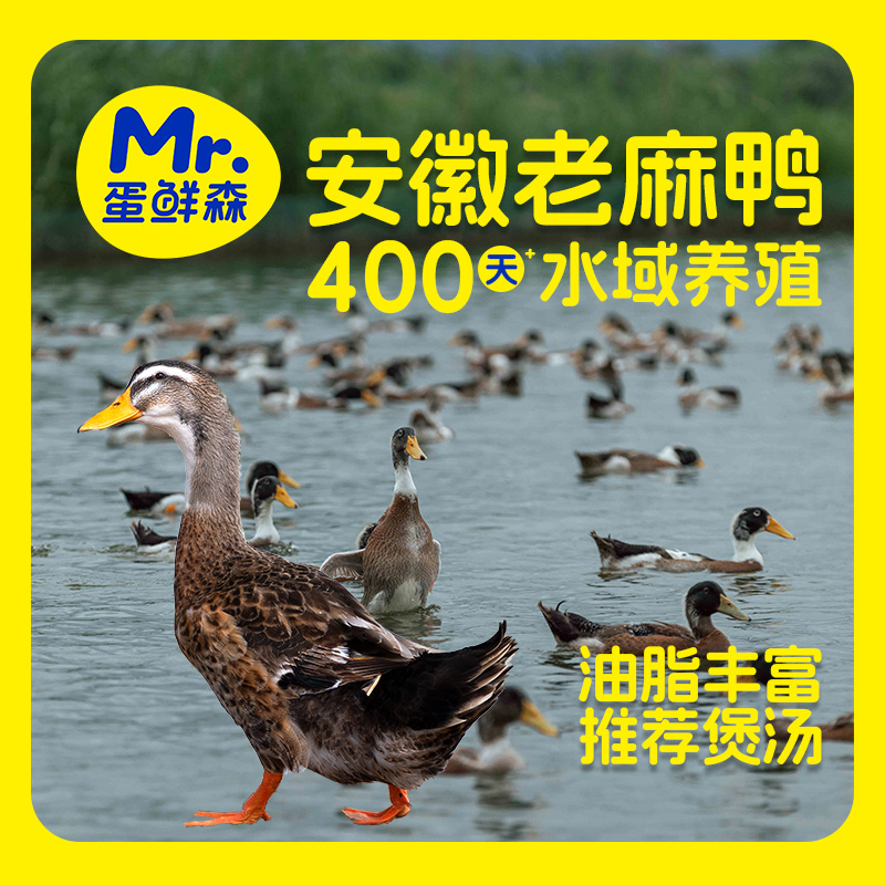 蛋鲜森老麻鸭 散养水域鸭子仔麻鸭
